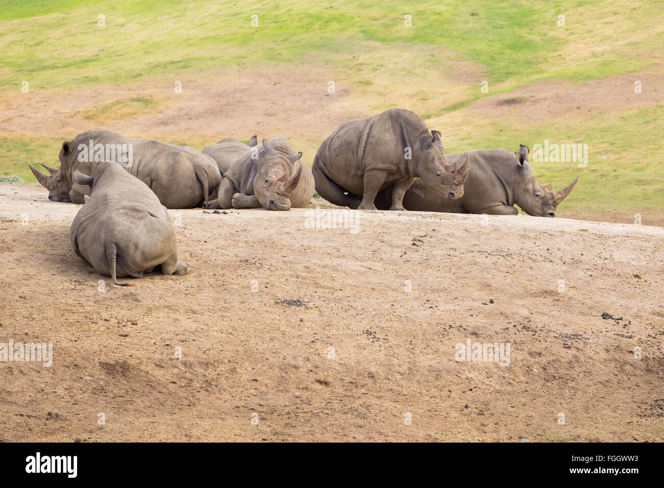 White rhinos resting on the prairie of a large safari style park. Stock Photo