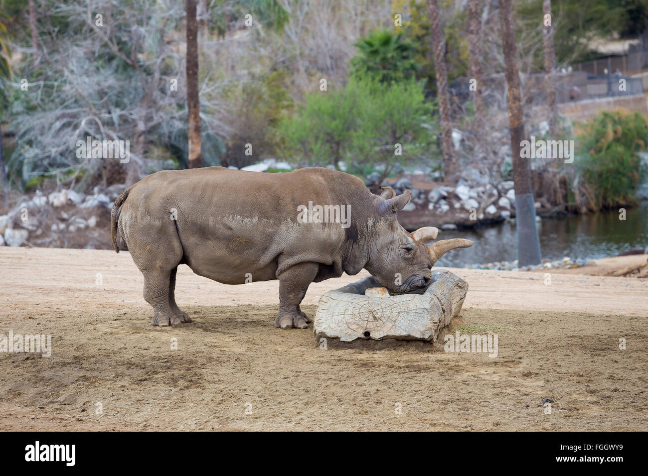 Endangered species Black Rhino or Rhinoceros drinking water at a park. Stock Photo
