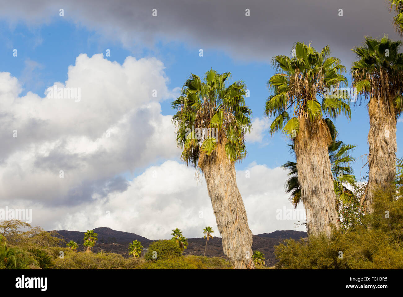 Tropical climate of Southern California is perfect for this type of large palm tree. Stock Photo