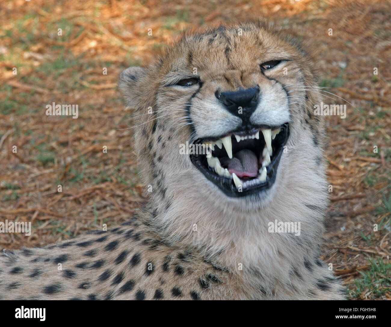 Close up of a wild growling Cheeta. Stock Photo