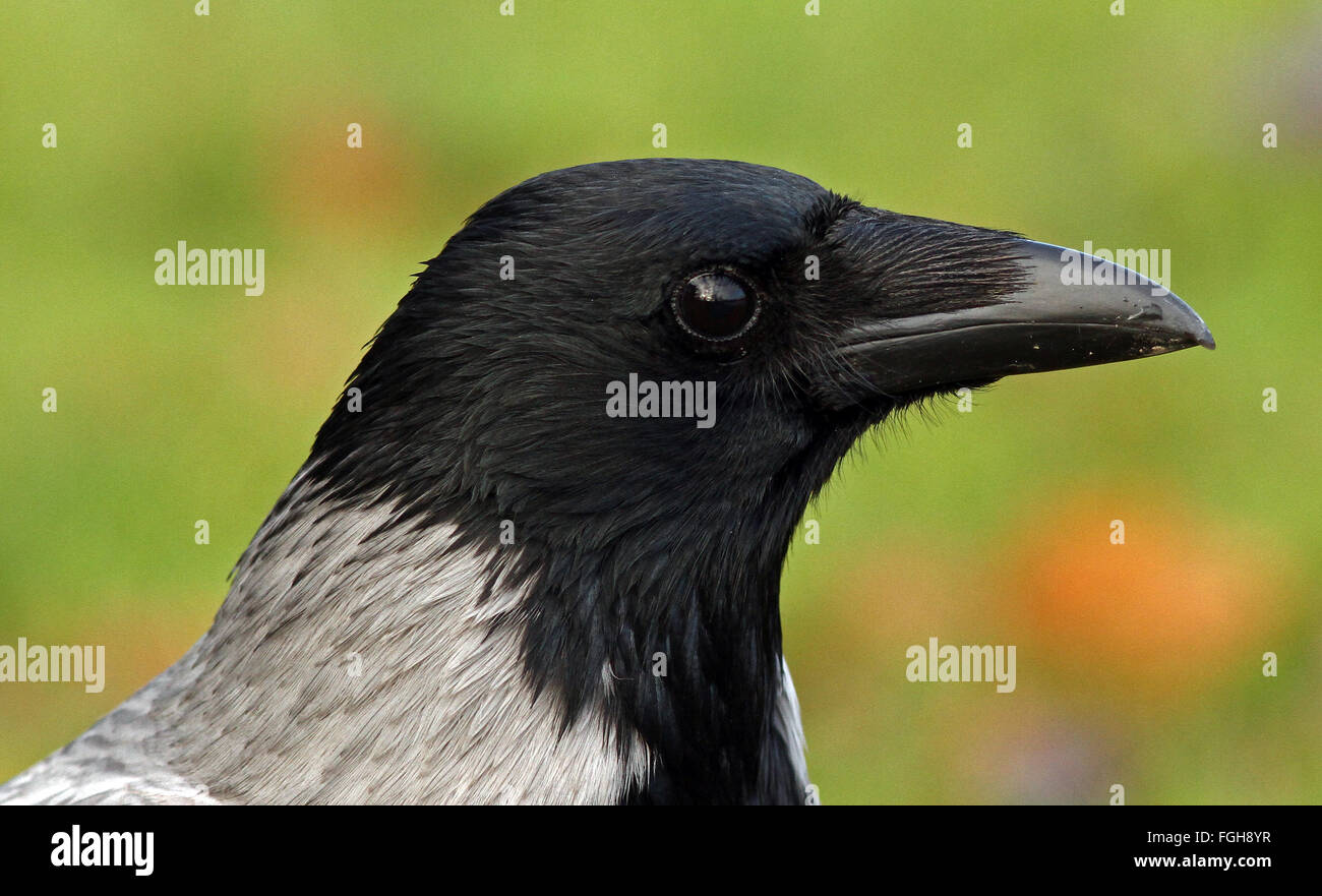 Crows isolated hires stock photography and images Alamy