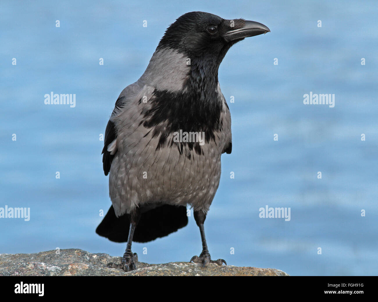 Hooded crow, Hoodie, Corvus cornix, water background Stock Photo
