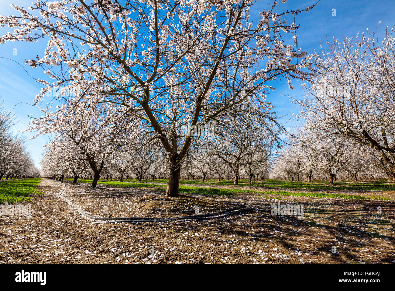 Almond grove california hires stock photography and images Alamy