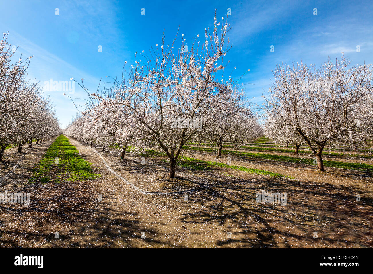 Almond grove california hires stock photography and images Alamy