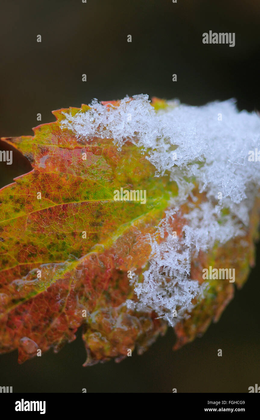 First snow on an autumn leaf Stock Photo - Alamy
