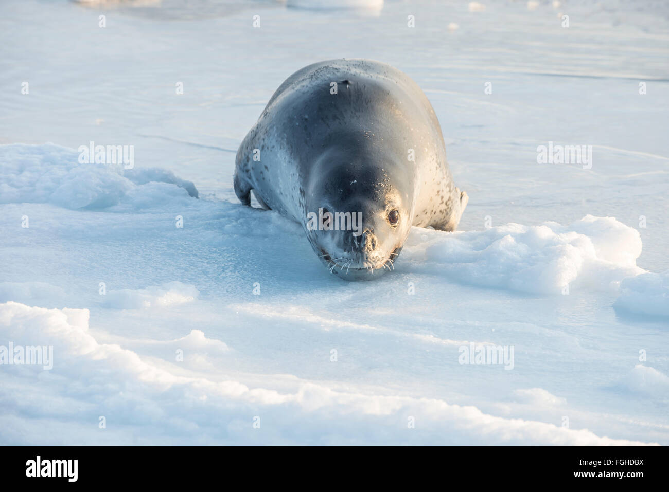 A leopard seal on the surface of the ice near Cape Evans, Antarctica. Stock Photo
