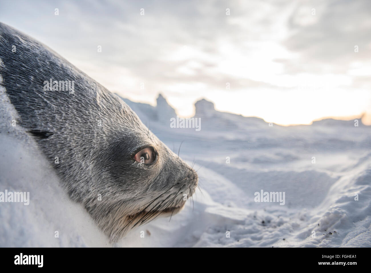 A dead weddell seal frozen in place with its eyes still open. Stock Photo
