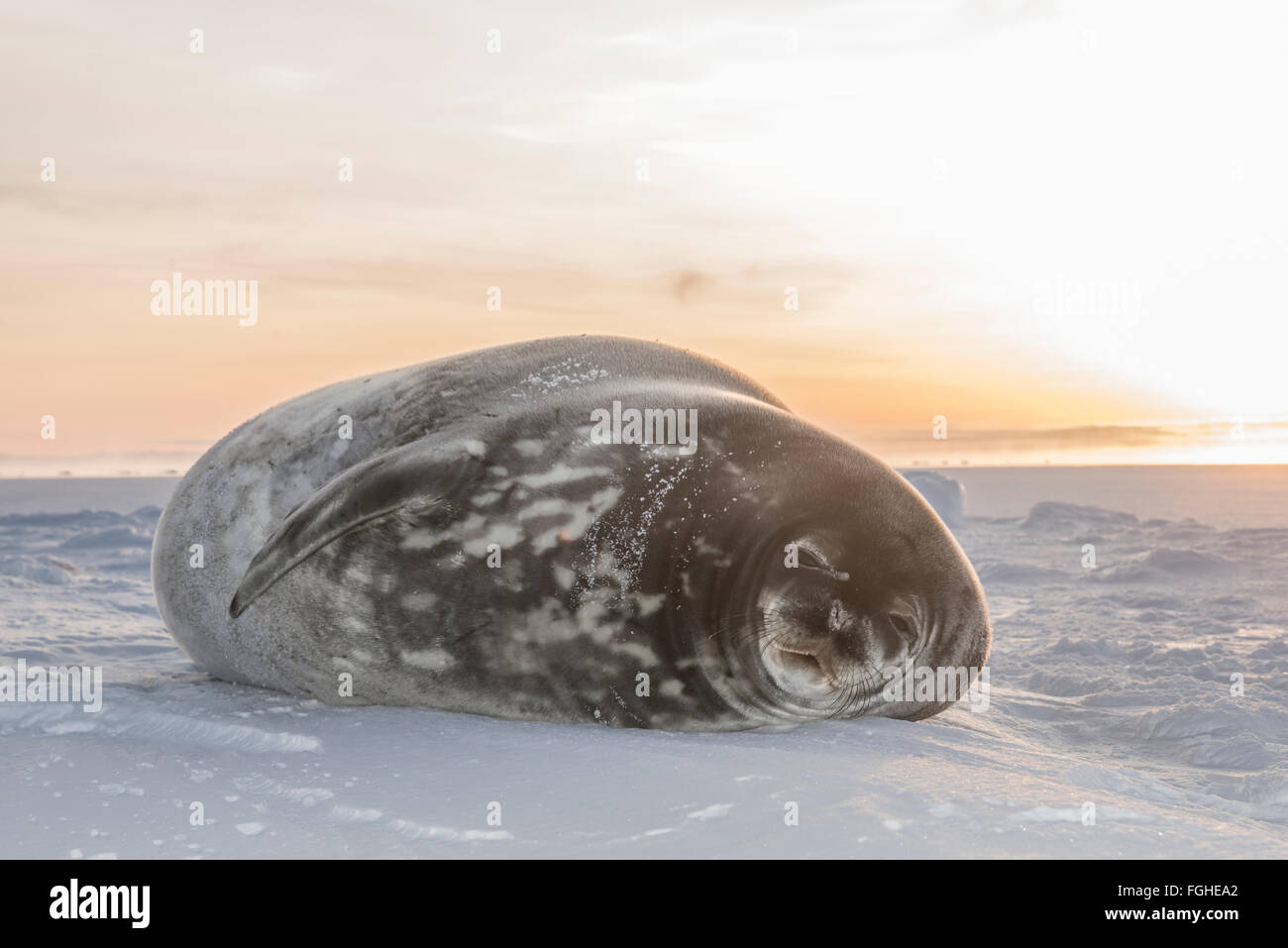 Weddel seal lies on the surface of the ice in McMurdo Sound, Antarctica. Stock Photo