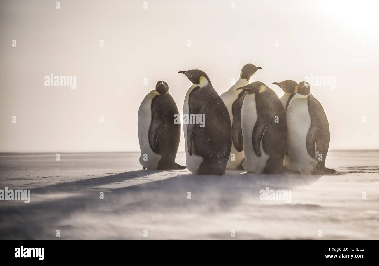 Emperor Penguins in a storm. Stock Photo