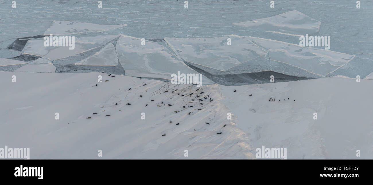 A large group of seals and penguins on the sea ice of the Ross Sea. Stock Photo