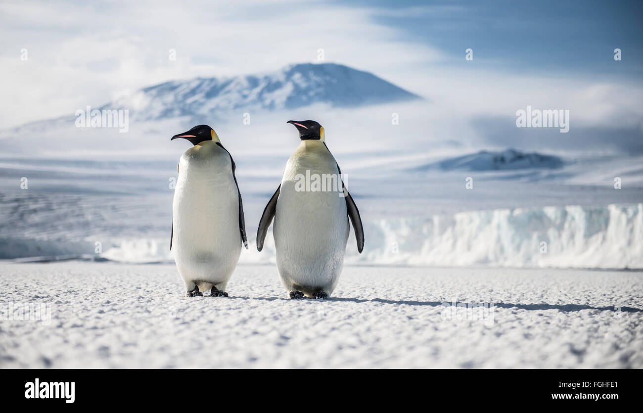 Emperor penguins on the sea ice of McMurdo Sound, near Cape Evans, Antarctica. Stock Photo