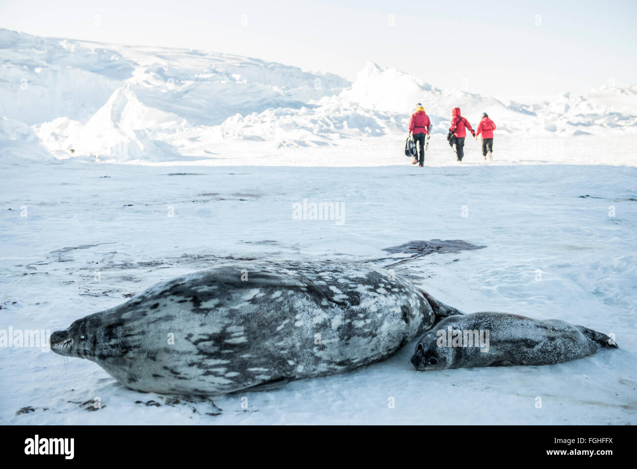 A Weddell Seal on the ice in Antarctica. Stock Photo