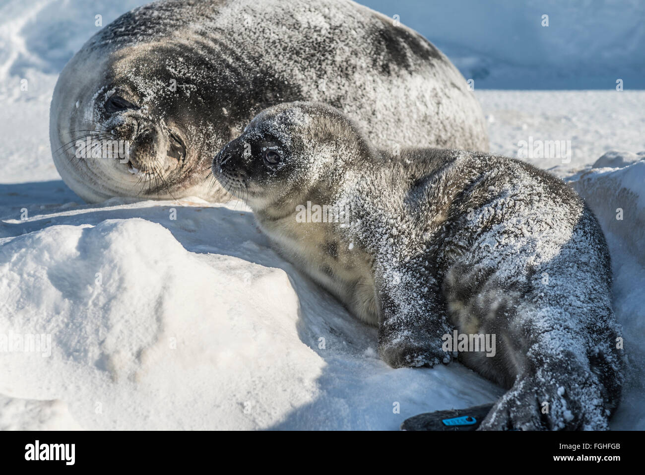 A newly born weddell seal pup and its mother on the ice of McMurdo Sound. Stock Photo