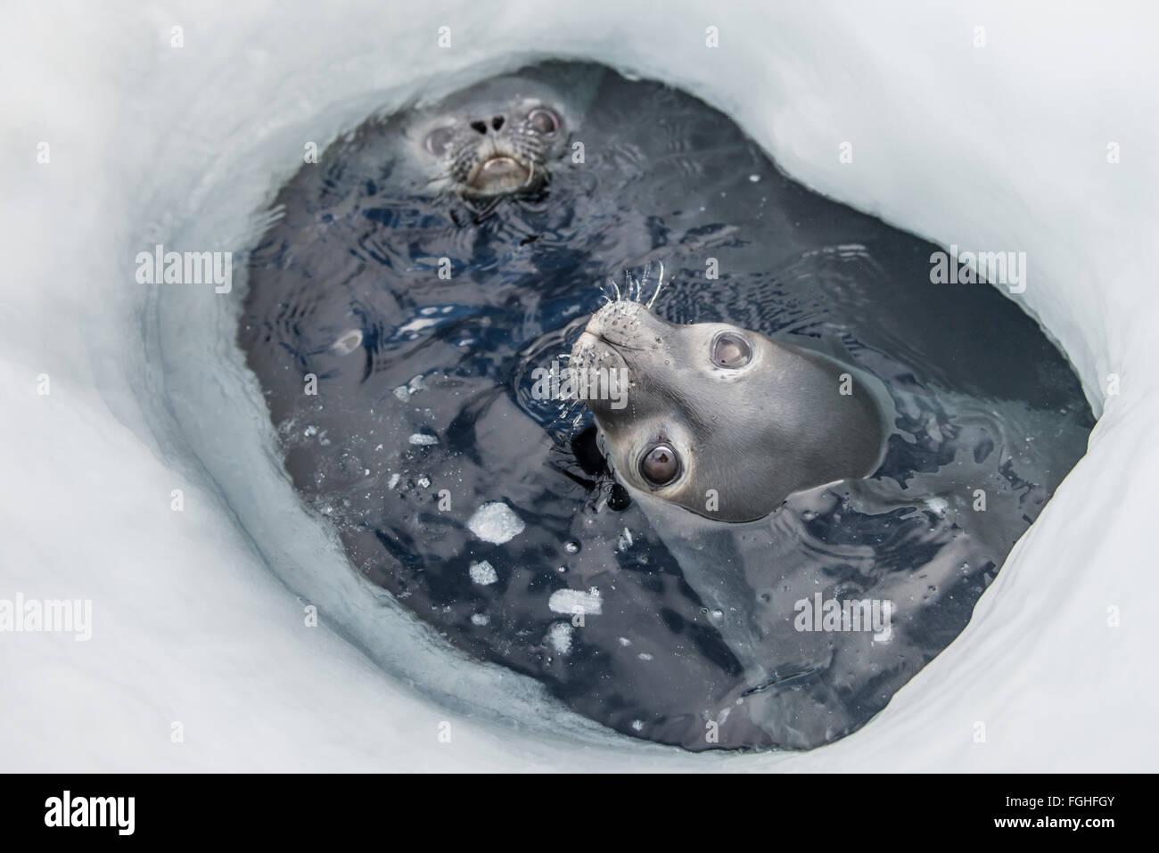 Weddell Seals use a breathing hole in the frozen surface of the Ross Sea. Stock Photo