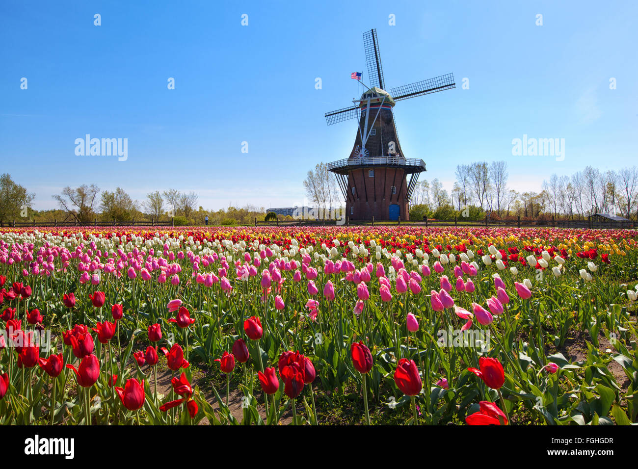 An authentic wooden windmill from the Netherlands rises behind a field of tulips in Holland Michigan at Springtime. Stock Photo