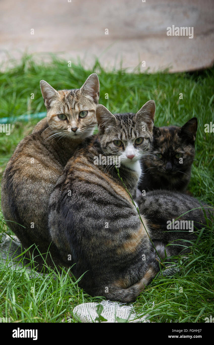 Three cats on the lawn staring at the camera Stock Photo