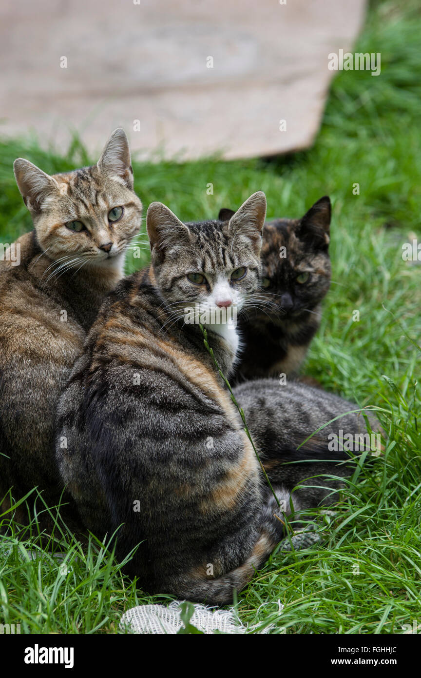 Three cats staring at the camera Stock Photo