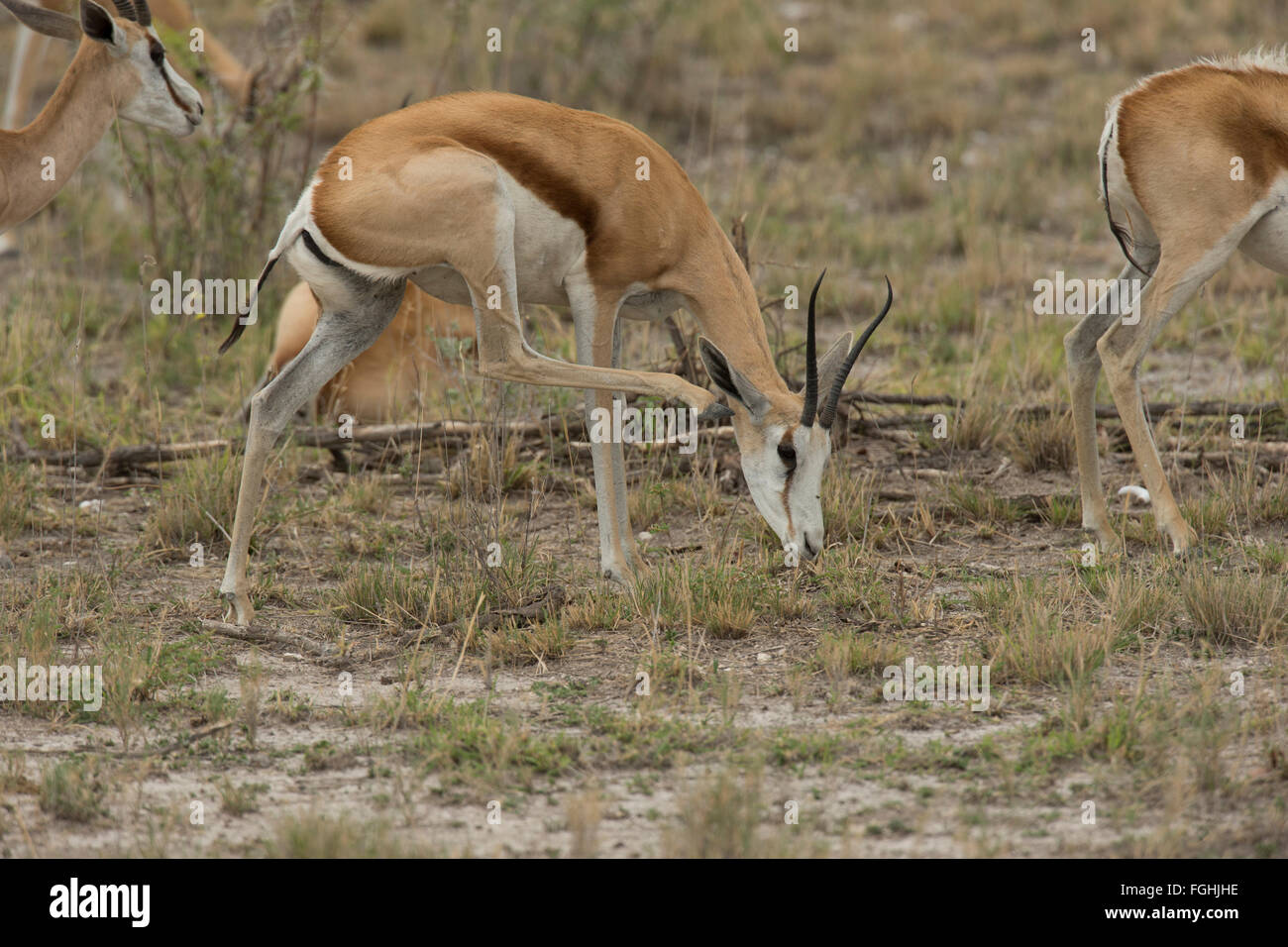 The springbok is a medium-sized brown and white antelope-gazelle of southwestern Africa. It is extremely fast and can reach spee Stock Photo