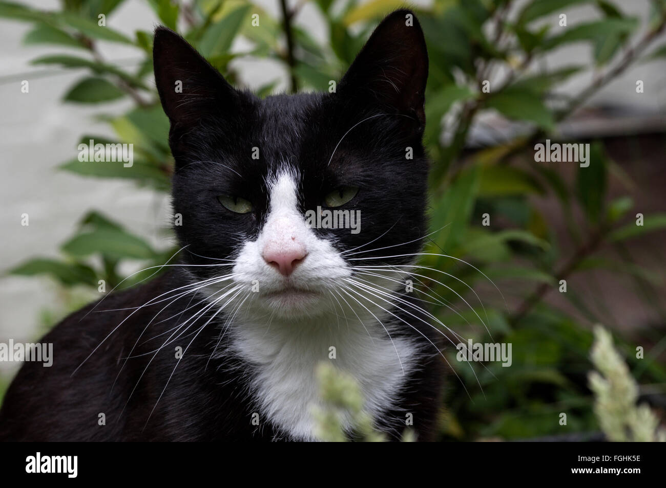 Black and white cat glaring contemptuously at the camera Stock Photo