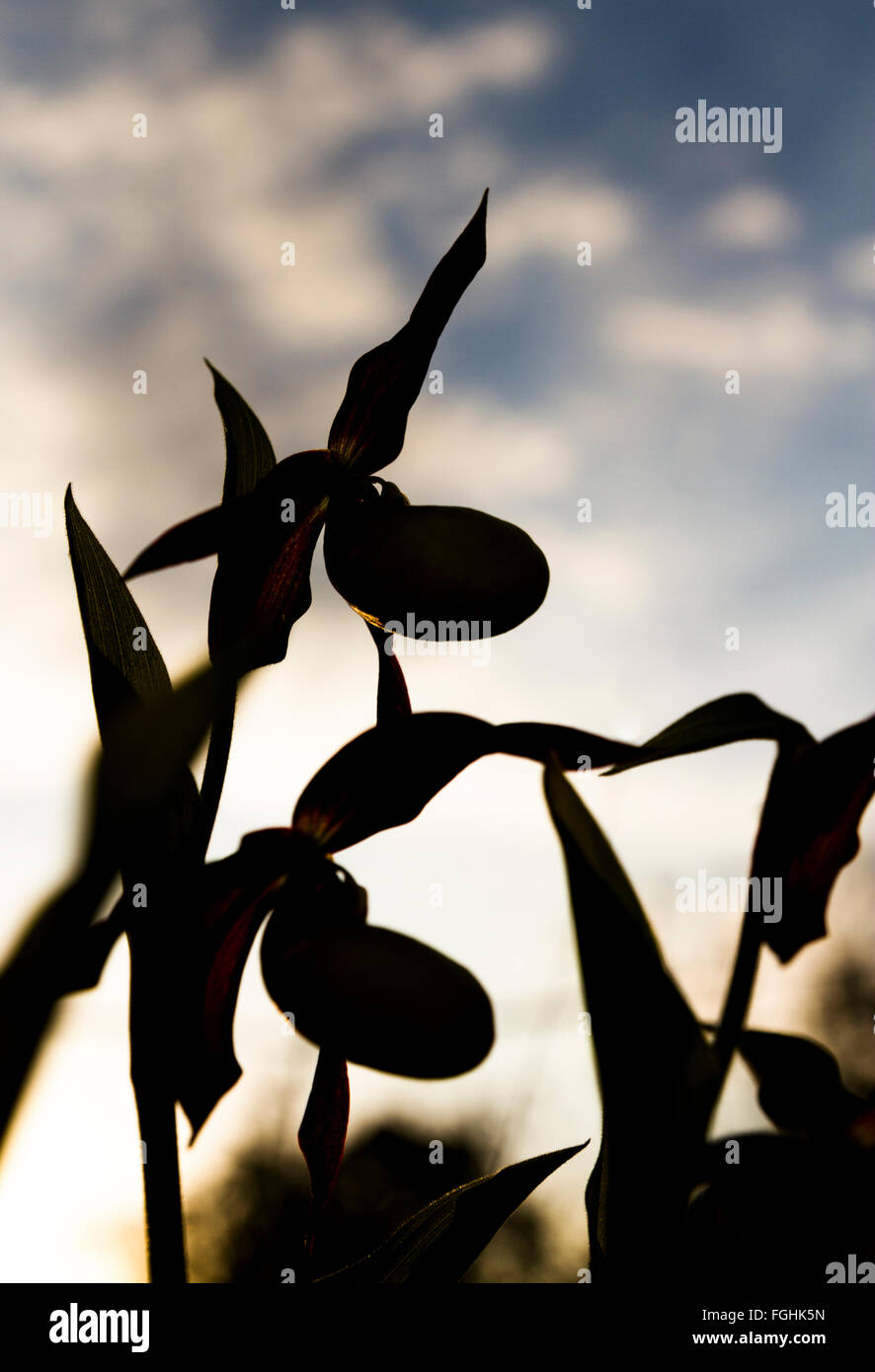 Lady's slipper orchid in full bloom in spring, silhouette against cloudy sky, portrait orientation Stock Photo