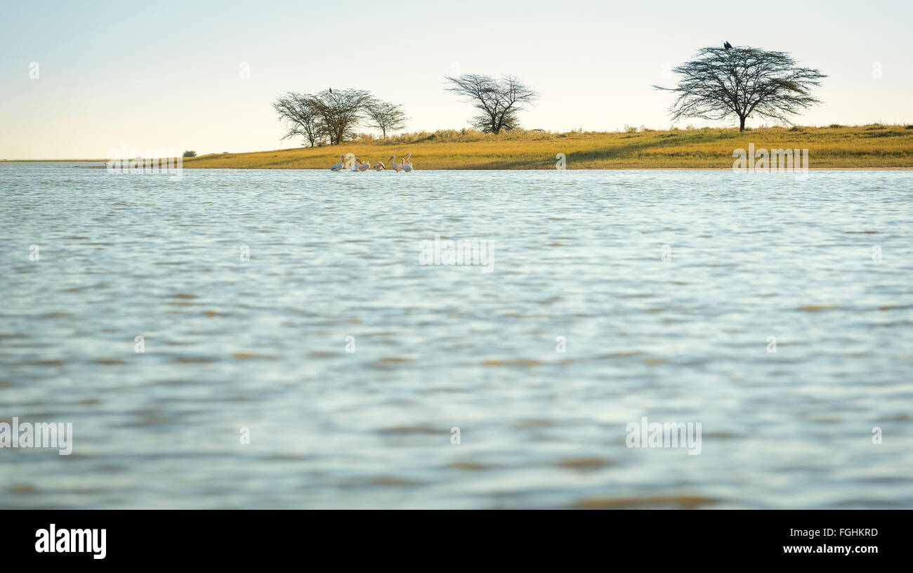 Pelicans in the Makgadikgadi Pan, Botswana, Africa with copy space in the foreground Stock Photo