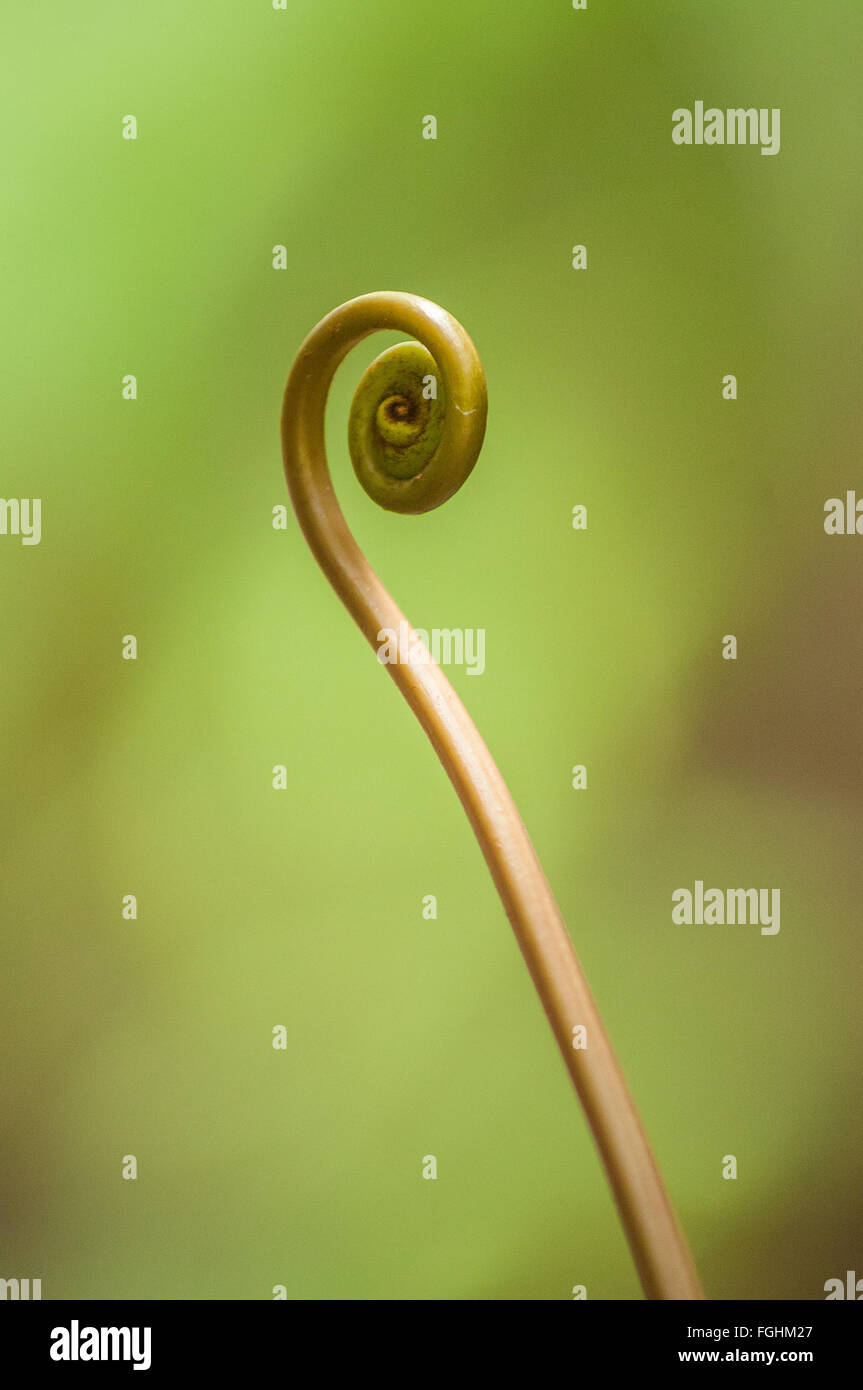 The spiral curled frond of a new fern, Kauai, Hawaii. Stock Photo