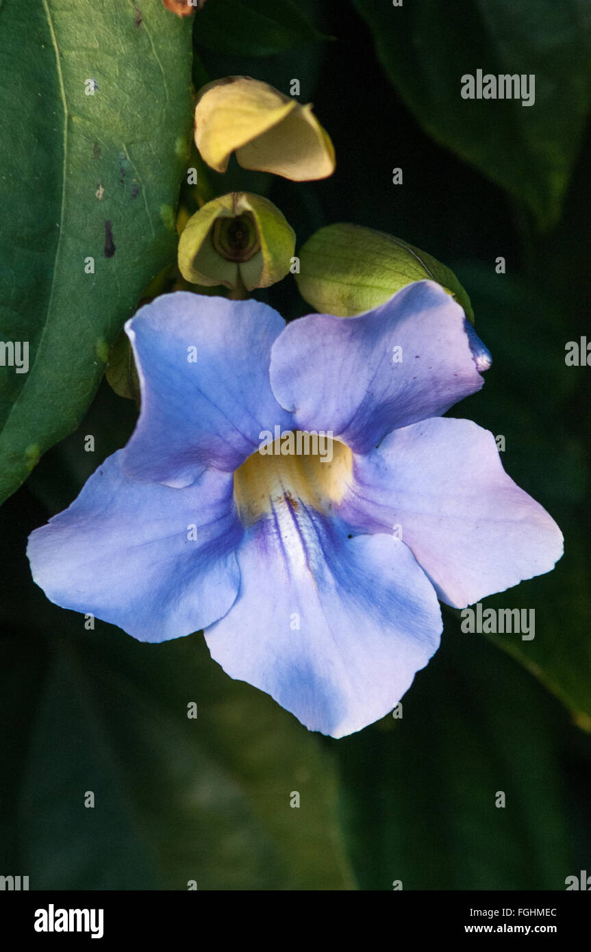 Blue Skyflower (Thunbergia grandiflora) in Kauai, Hawaii. Stock Photo