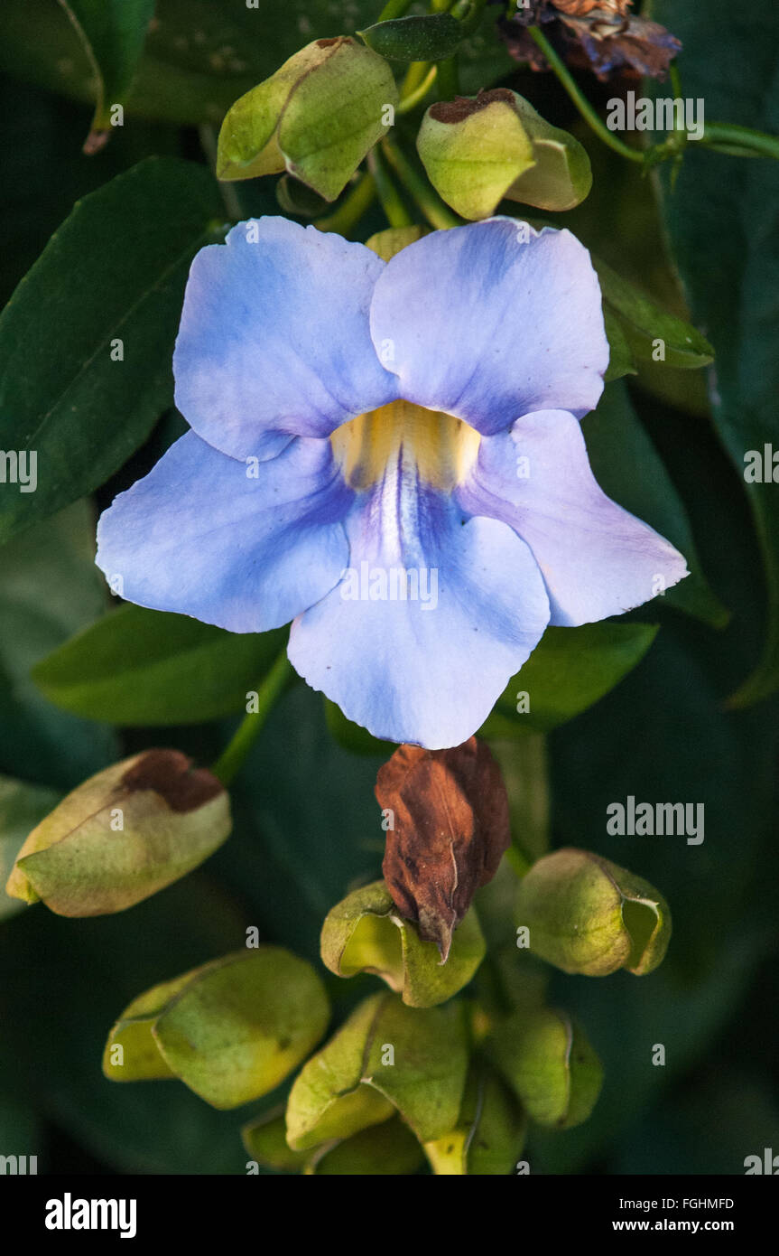 Blue Skyflower (Thunbergia grandiflora) in Kauai, Hawaii. Stock Photo