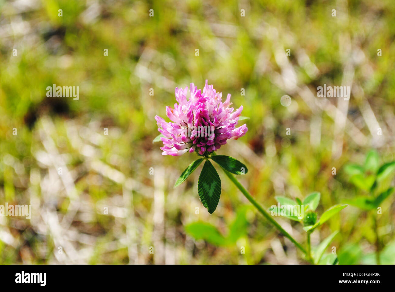 Wild Pink Clover Flower Growing in a Field Stock Photo