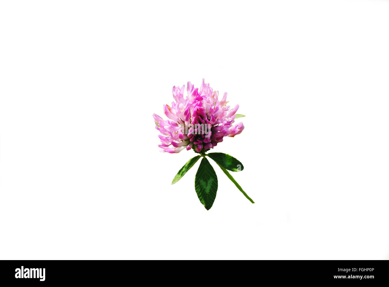 Wild Pink Clover Isolated Over White Stock Photo