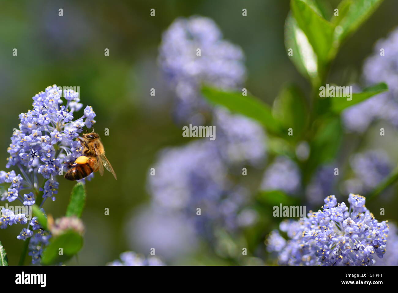 Child bee flower hi-res stock photography and images - Alamy