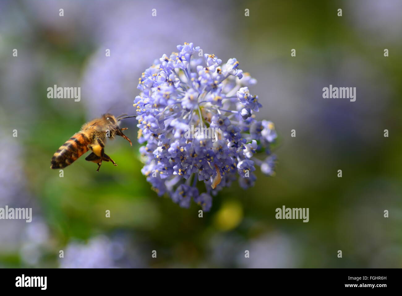 Cool bee hi-res stock photography and images - Alamy