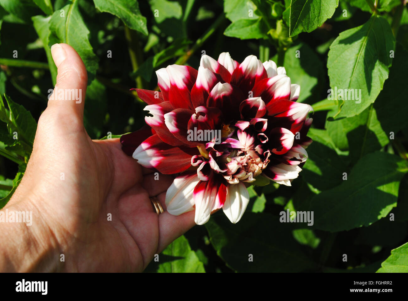 Large Red and White Dahlia in Full Summer Bloom Stock Photo
