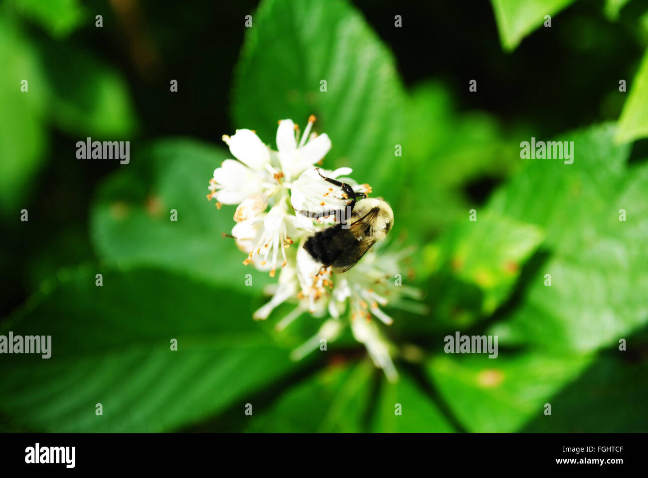 Bee Searching for Pollen on a Summer Flower Stock Photo