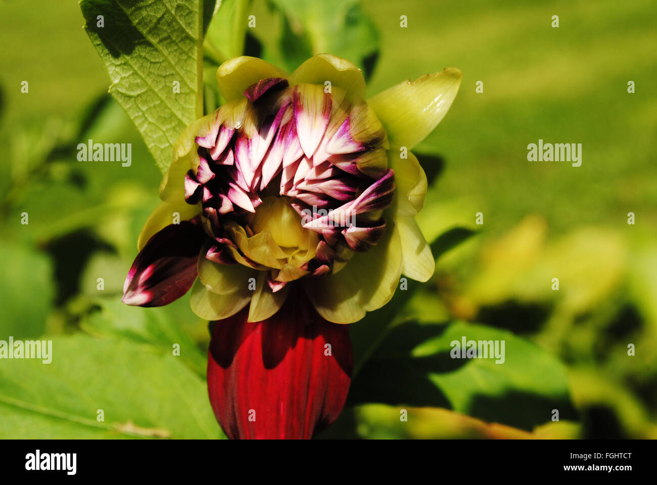 A Maroon and White Dahlia Budding in Summer Stock Photo