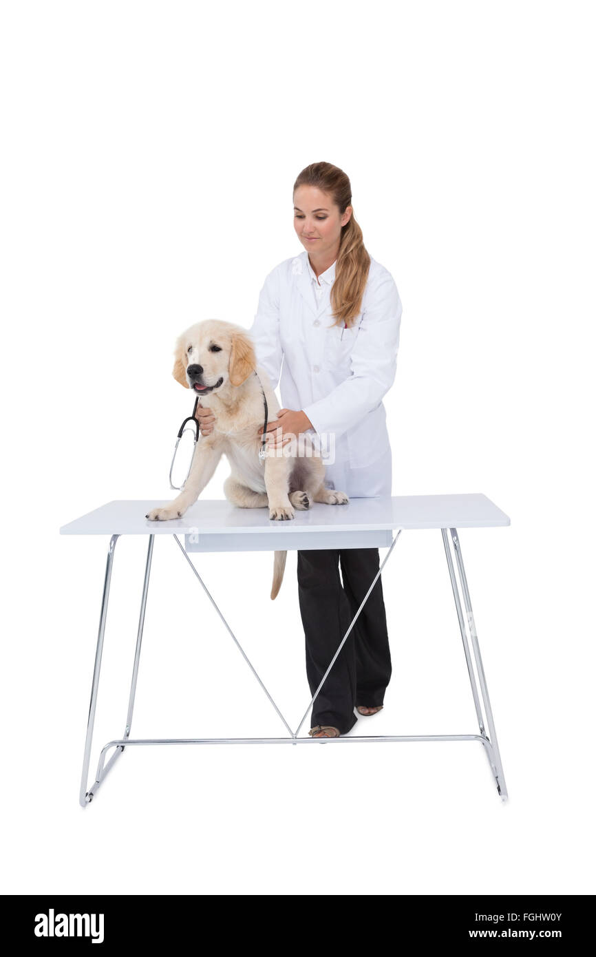 Vet giving a puppy a check up Stock Photo Alamy