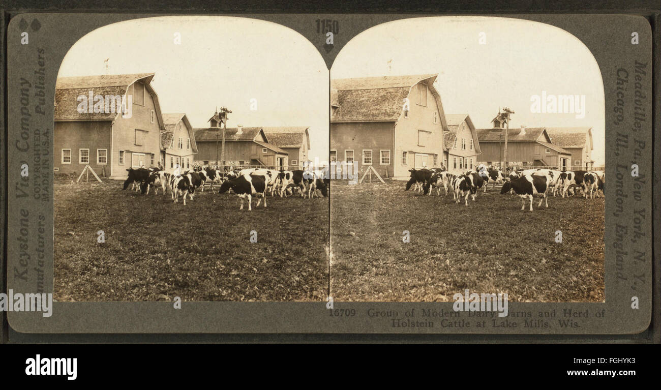 Group of modern dairy barns and herd of Holstein cattle at Lake Mills