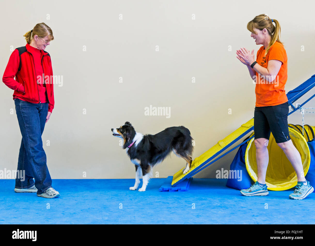 Professional female dog handler training Australian Shepherd to cross inclined ramp obstacle Stock Photo