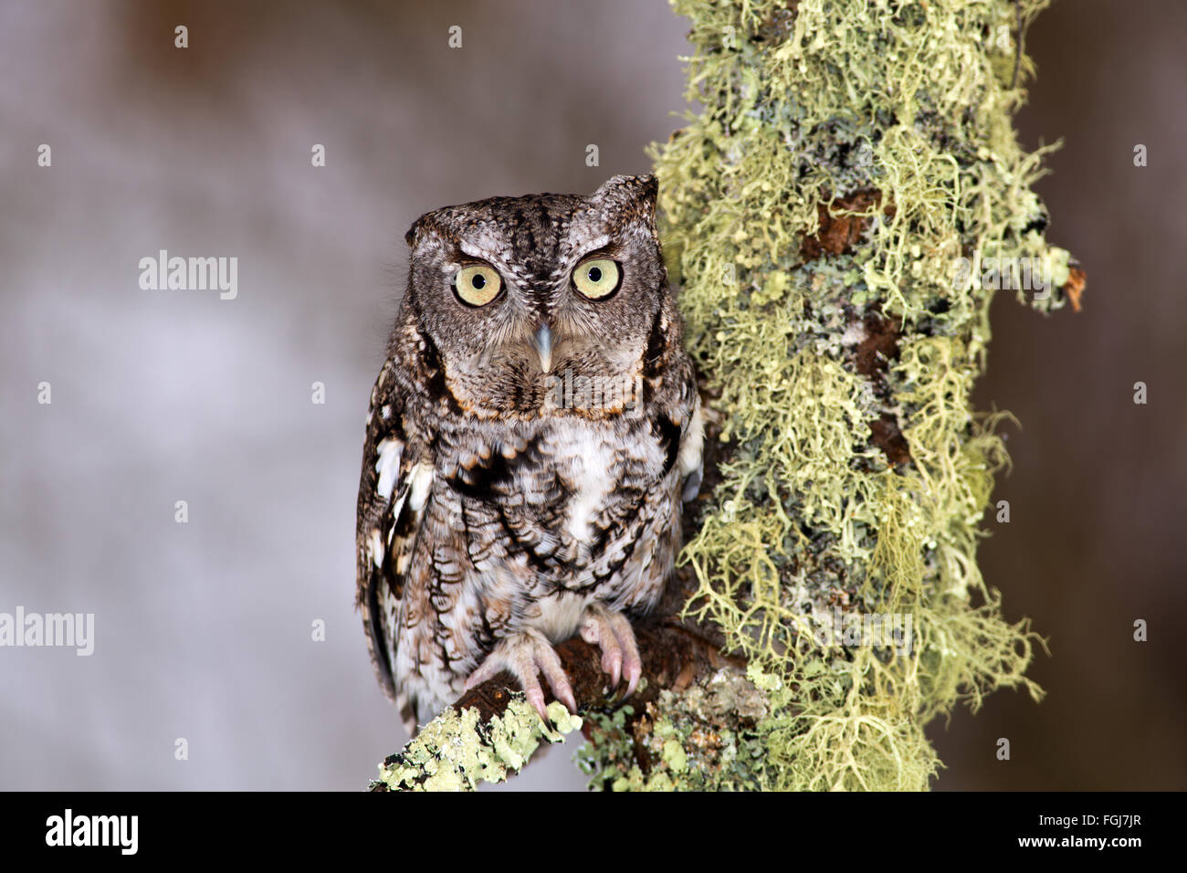 Eastern Screech Owl perches on lichen covered branch Stock Photo