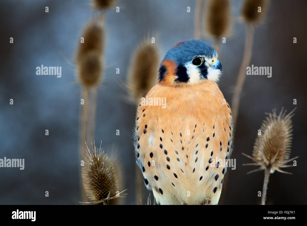 American Kestrel - A very small type of falcon sits among brush in a winter scene Stock Photo