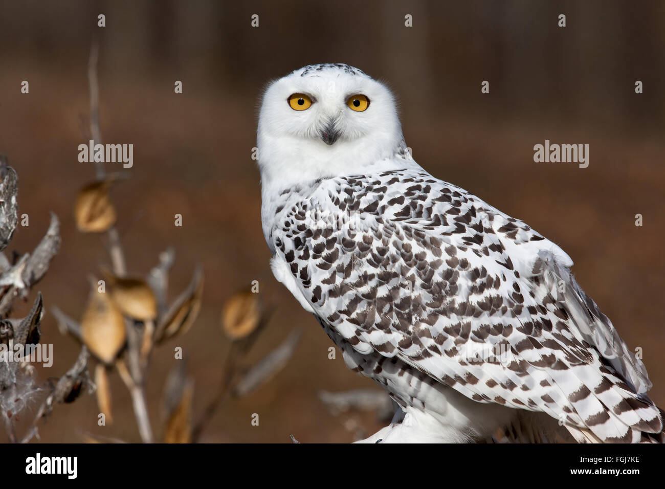 Snowy Owl in Autumn. Autumn foliage creates a wonderful backdrop for this beautiful Snowy Owl Stock Photo