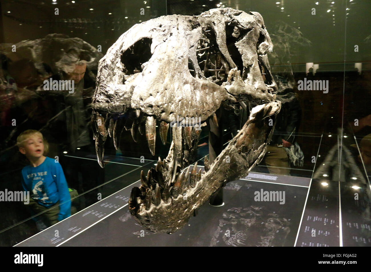 der Kopf des Tyrannus Saurus Rex 'Tristan Otto', Naturhistorisches Museum, Berlin. Stock Photo