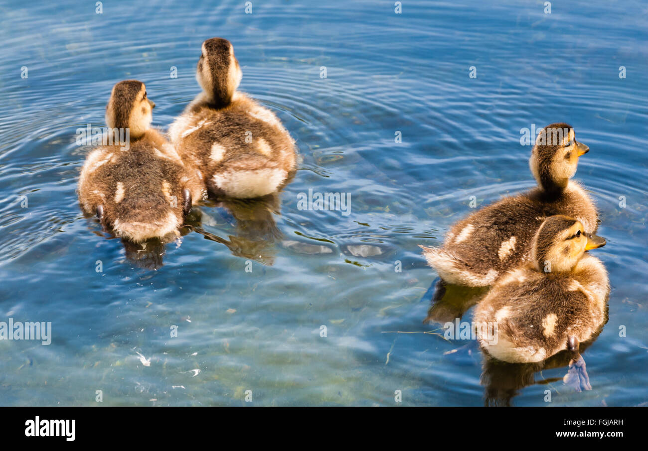 Four cute fluffy young ducklings from rear, swimming away on water in different directions, making ripples on water. Stock Photo