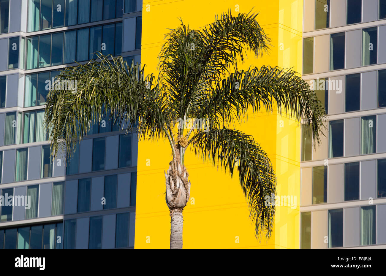 Palm tree modern building San Diego California USA Stock Photo