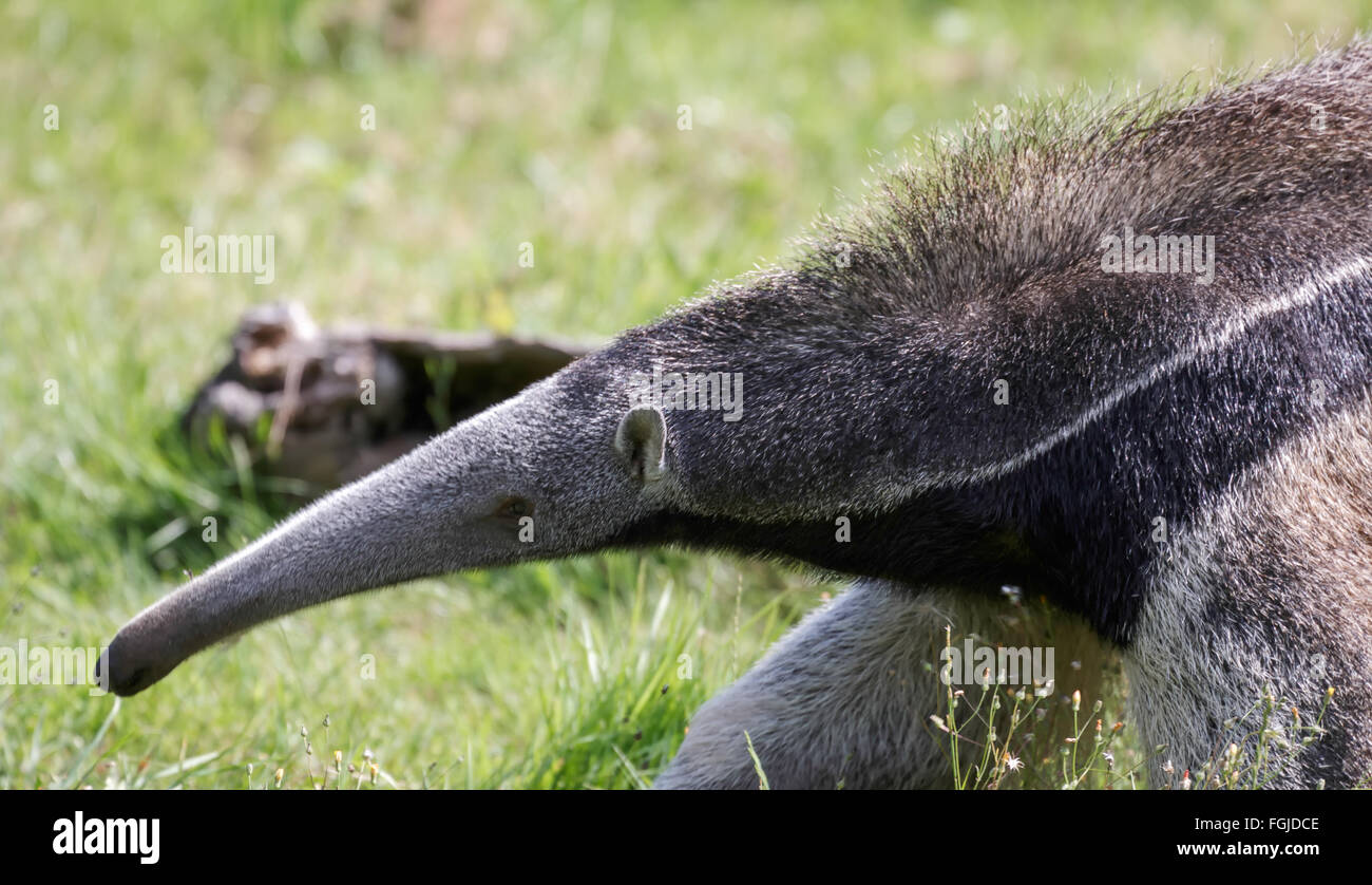 Giant Anteater (Myrmecophaga triductyla) Stock Photo