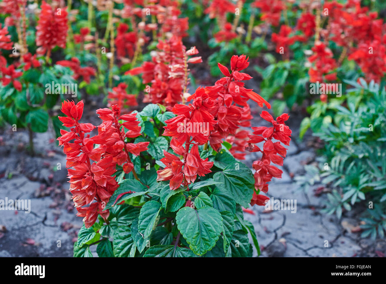 Beautiful sage red flowers in the garden Stock Photo Alamy