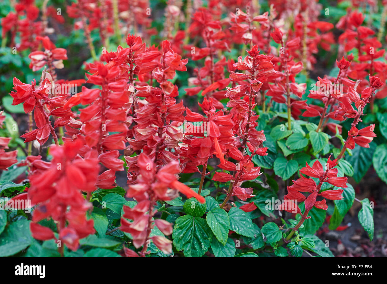 Beautiful sage red flowers in the garden Stock Photo Alamy