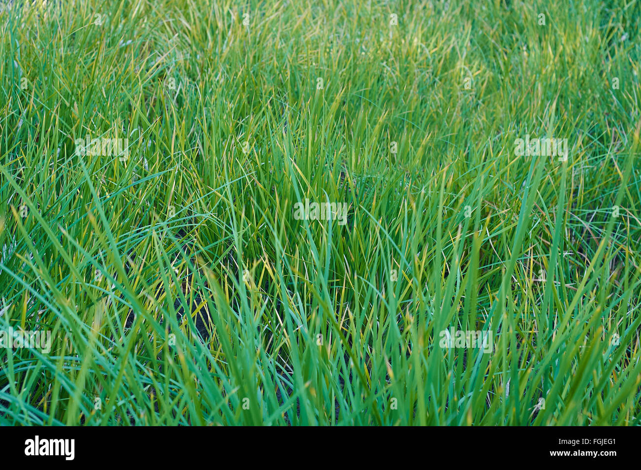 Background of a green grass Stock Photo - Alamy