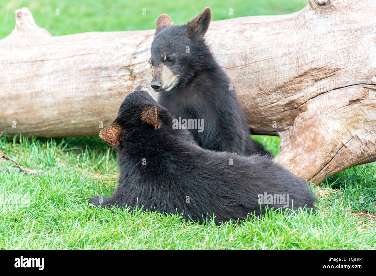 Playful black bear cubs Stock Photo