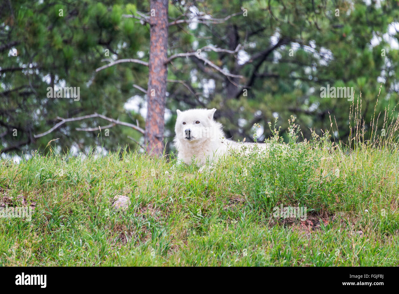 White arctic wolf relaxing on a hill Stock Photo